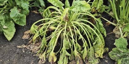 Seit Jahren ist bekannt, dass Zikaden Krankheiten auf Zuckerrüben übertragen. Mittlerweile sind viel mehr betroffene Kulturen bekannt.