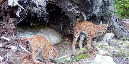 Katze „Alva“ mit einem der beiden Jungluchse.