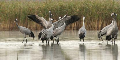 Die Vogelgrippe grassiert in diesem Jahr heftig unter den Kranichen.