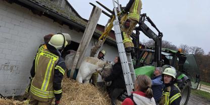 Ein Pferd wird aus einem Stallfenster gezogen