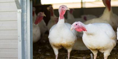 In einem von fünf Putenställen sind vergangene Woche mehrere hundert Tiere verendet.