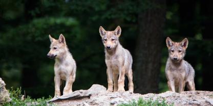 Ein toter Jungwolf starb, nachdem er angeschossen wurde.