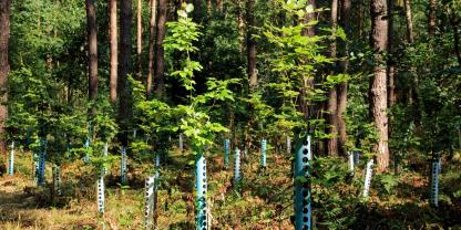 Verbiss-Schutz-Bäume-AdobeStock_120532292