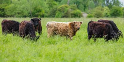 Unbekannte schlachten Galloway-Rind auf einer Weide in Nordhessen, zerlegen es vor Ort.