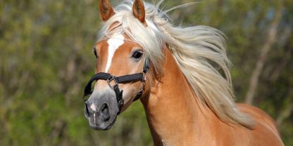 Ein Jäger hat ein Pferd erschossen. Nun musste er sich vor Gericht verantworten.