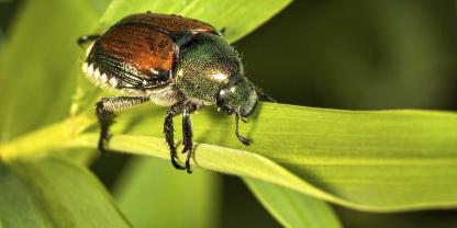 Der Japankäfer (Popillia japonica) stammt ursprünglich aus Japan und gehört zur Familie der Blatthornkäfer.