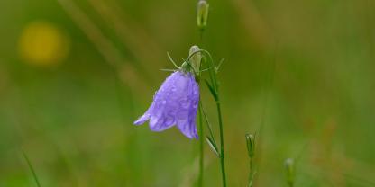 Die Zwerg-Glockenblume findet man auch bei uns wild auf Wiesen. Sie eignet sich sogar zur Dachbegrünung