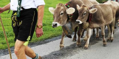 Über 1.000 Schweizer Rinder durften nach dem Almsommer in Frankreich wegen der Tierseuche Lumpy Skin Disease nicht zurück auf ihre Heimbetriebe.