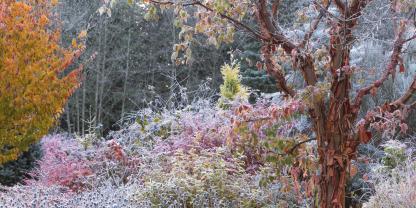 Der Blattfall nach frostigen Nächten offenbart die glatten rotbraunen Rindenstreifen des Zimt-Ahorns.
