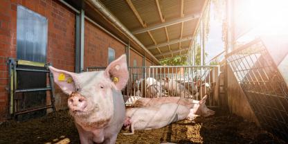 Die Umsetzungsfrist rückt immer näher. Viele Schweinehalter sind immer noch ratlos, ob und wie es weitergehen kann. Die ISN verspricht Hilfe.