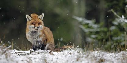 Wenn der Fuchs weiß, dass er am Luderplatz regelmäßig etwas Leckeres findet, schnürt er ihn oft schon zeitig am Abend an.</b>