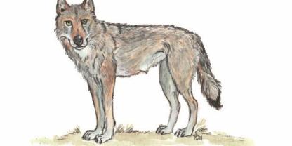 Wölfe können ihre Beute bis zu zwei Kilometer weit wittern.