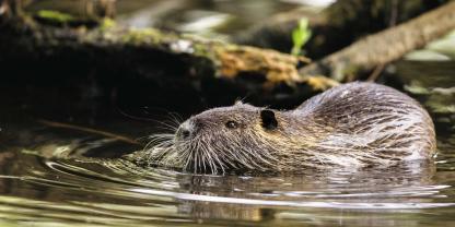 Die Sumpfbiber sind an Gewässer gebunden und kamen ursprünglich als Pelzfarmtiere zu uns.