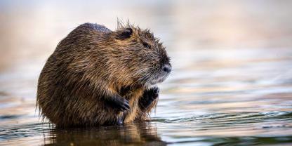 Die wachsende Population von Nutria sorgt für Schäden in Baden-Württemberg.
