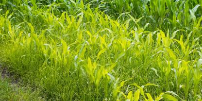 Erdmandelgras zählt zu den gefährlichsten Unkräutern weltweit. Haben Landwirte es erst einmal auf der Fläche, bekommen sie es kaum noch in den Griff.