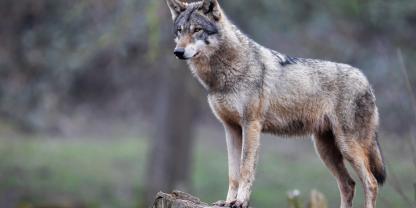Im Entwurf für das neue Jagdrecht sollen weitreichende Freigaben für Wölfe in Deutschland enthalten sein.