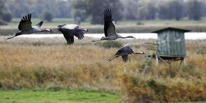 Auf ihrem Zug in die Überwinterungsgebiete verenden derzeit Tausende Kraniche aufgrund der Vogelgrippe.