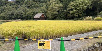 Über einhundert Bärenangriffe gab es in Japan seit April 2025.