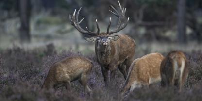 Das Tier des Jahres 2026: das Rotwild.