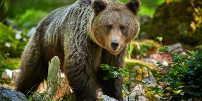 Knapp wurde ein Antrag im Trentino abgelehnt, dass auch Jäger Bärensprays nutzen dürfen.