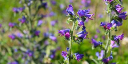 Erkennungsmerkmale des gewöhnlichen Natternkopfes sind rote Punkte auf den grünen Stängeln. Die Blüten - von denen auch der Name abgeleitet wird - sind sogenannte Thyrsen.