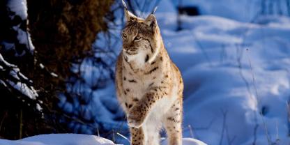 In Österreich droht der Luchs erneut auszusterben.