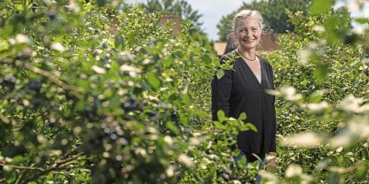 In Brokeloh baut Sylke Herse auf 22 ha Bioblaubeeren an. Die Bodenbeschaffenheit und das Klima eignen sich hier hervorragend für den Blaubeeranbau.