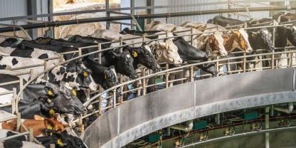 Höhere Lebenstagsleistung bei den Holsteinkühen in Deutschland: Die Auswertung 2024 zeigt, dass die Lebenstagsleistungen in den vergangenen 10 Jahren über alle Betriebsgrößen hinweg angestiegen ist.