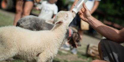 Ein Lamm wird mit einer Flasche gefüttert