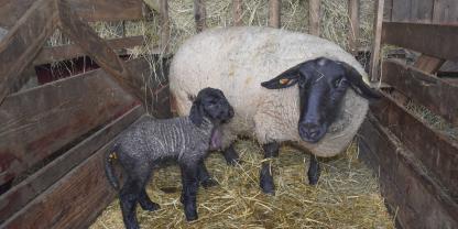 Gerade in der Zeit nach der Geburt besteht eine erhöhte Gefahr für Euterentzündungen.