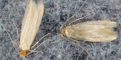 Kleidermotten fliegen 
auf teuren Stoff.