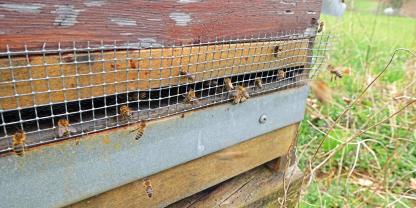 Zur Einwinterung müssen Mäusegitter angebracht werden: Sie schützen die Bienen vor Mäusen. Foto: Wolfgang Ritter
