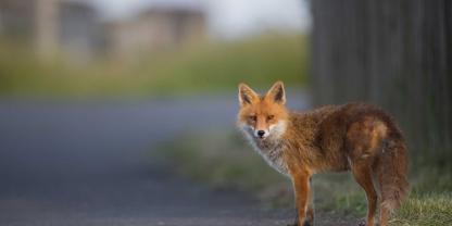 Ein Fuchs hatte sich bei seinem Streifzug in eine missliche Lage gebracht und so das Internet einer Kleinstadt lahm gelegt.