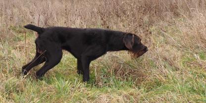 Der Cesky Fousek ist ein mittelgroßer, rauhhaariger Vorstehhund, dessen Erscheinung von Ausdauer und Kraft zeugt.