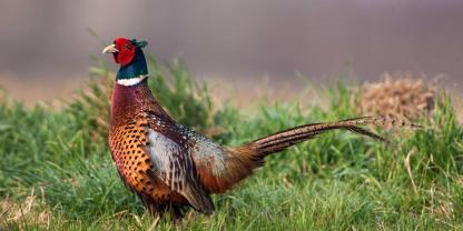 Das Oberlandesgericht Oldenburg spricht einem Mann Schmerzensgeld zu, der bei einem Unfall von einem Fasan verletzt wurde (Symbolbild).