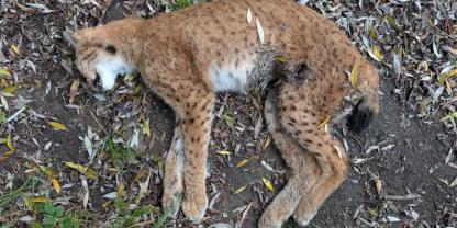 In der Schweiz gab es einen Fall von Wilderei. Besonders brisant: Die Luchskatze hatte Junge.