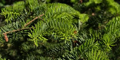 Die Nordmanntanne zeigt Potenzial im Klimawandel.