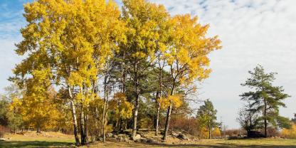 Die Zitterpappel ist Baum des Jahres 2026.