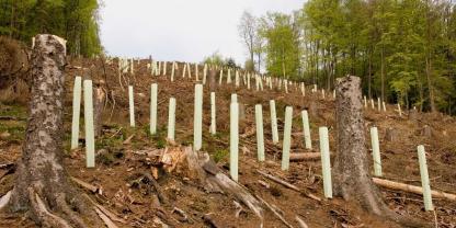 Wald-aufforsten-AdobeStock_501710696