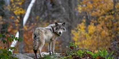 Ein zum Abschuss freigegebener Wolf darf aufgrund eines Widerspruchs vorerst nicht geschossen werden
