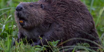 In Baden-Württemberg wird der Wolf ins JWMG aufgenommen, doch es gibt noch weitere Arten, bei denen Handlungsbedarf besteht, wie beim Biber (Symbolbild).