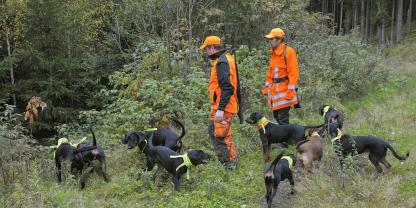 Hundeführer und Treiber dürfen sich frei im Treiben bewegen.