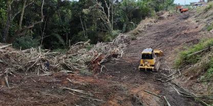 Die Entwaldungsverordnung soll der Regenwaldzerstörung entgegenwirken.