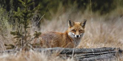 Füchse reagieren auf feinste Geräusche.