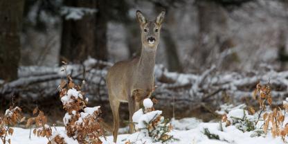 Geschwulste und Abszesse sind als wildbrethygienische Auffälligkeiten zu bewerten.