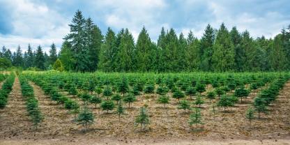 Baumschule-Weihnachtsbäume-AdobeStock_133051077