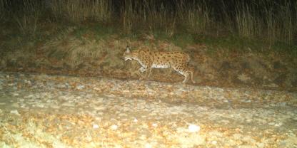 Der Luchskuder bei einem seiner Streifzüge.