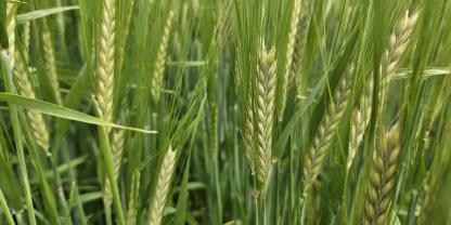 Die beiden führenden Braugerstensorten haben deutlich an Vermehrungsfläche verloren. Dagegen stechen zwei neuere mit deutlichen Zuwächsen besonders heraus.