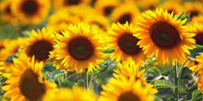 Leuchtender Sommerbote: Marlene Gruber hat die Stellschrauben bei den Sonnenblumen immer weiter optimiert. Ob sie dauerhaft im Betrieb bleiben, will sie erst in einigen Jahren entscheiden.