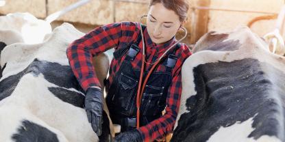 Gegen die im Herbst 2025 aufgetretene BTV-8 Infektionen haben ungeimpfte Rinder derzeit keinen ausreichenden Immunschutz.